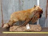 Red Fox With Pheasant Full Body Taxidermy Mount