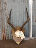 African Impala Horns On Plaque