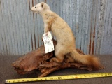 Pine Marten Full Body Taxidermy Mount