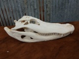 Alligator Skull Taxidermy