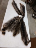 5 Soft Tanned Raccoon Furs Taxidermy