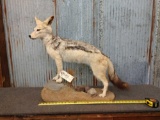 African Black Back Jackal Full Body Taxidermy