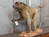 Chacma Baboon Full Body Taxidermy Mount