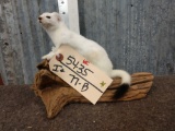 Weasel Full Body Taxidermy Mount