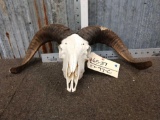 Ram Sheep Skull Taxidermy