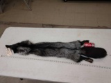Soft Tanned Silver Ranch Fox Fur Taxidermy