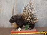 African Porcupine Full Body Taxidermy