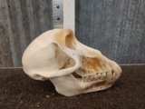 Chacma Baboon Skull Taxidermy
