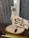 Weasel Full Body Taxidermy Mount