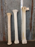 3 Giraffe Leg Bones Taxidermy