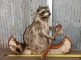 Raccoon In Birch Bark Canoe Taxidermy