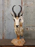 African Springbok Half Body Taxidermy Mount