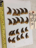 Set of 20 Black Bear Claws Taxidermy