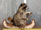 Raccoon In A Birch Bark Canoe Taxidermy