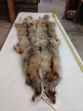 2 Soft Tanned Coyote Furs Taxidermy