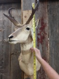 Pronghorn Antelope Shoulder Mount Taxidermy