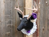Black Whitetail Deer Shoulder Mount Taxidermy