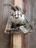 Badger In A Den Taxidermy Mount