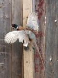 Pheasant In Flight Taxidermy