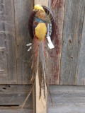 Golden Pheasant Full Body Taxidermy Mount