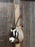 African Gemsbok Shoulder Mount Taxidermy