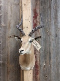 African Impala Shoulder Mount Taxidermy