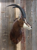 African Sable Shoulder Mount Taxidermy