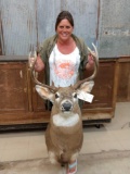 4x4 Whitetail Pedestal Taxidermy Mount