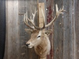 Red Stag Shoulder Mount Taxidermy