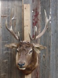 6x6 Elk Shoulder Mount Taxidermy