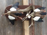 Paradise Shell Ducks In Flight Taxidermy