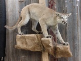 Nice Mountain Lion Full Body Taxidermy