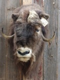 Muskox Shoulder Mount Taxidermy
