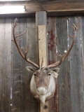 Nice Caribou Shoulder Mount Taxidermy