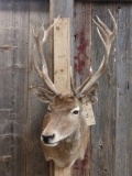 Red Stag Shoulder Mount Taxidermy