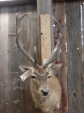 Red Stag Shoulder Mount Taxidermy