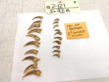 20 Badger Claws Taxidermy