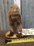 Baby Beaver Full Body Taxidermy Mount