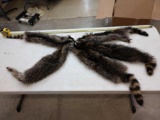 5 Soft Tanned Raccoon Furs