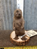 Baby Beaver Full Body Taxidermy Mount