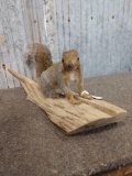 Nice Grey Squirrel Full Body Taxidermy