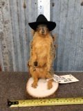 Cowboy Sheriff Squirrel Full Body Taxidermy Mount