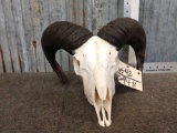 Ram Sheep Skull Taxidermy