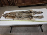 2 Soft Tanned Coyote Furs Taxidermy