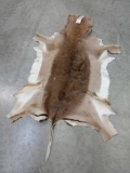 African Springbok Skin Taxidermy
