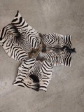 3 Tanned Zebra Faces Taxidermy