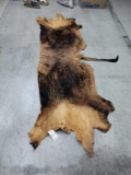 African Cape Buffalo Back Skin Taxidermy