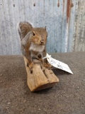 Nice Grey Squirrel Full Body Taxidermy