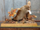 FAT Beaver Full Body Taxidermy