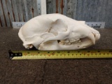 Black Bear Skull Taxidermy